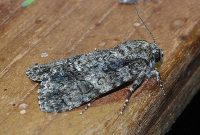 Due noctuidae:Agrochola pistacinoides e Acronicia rumicis